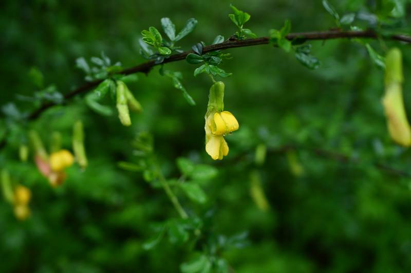 黄花绿叶枝头挂图片