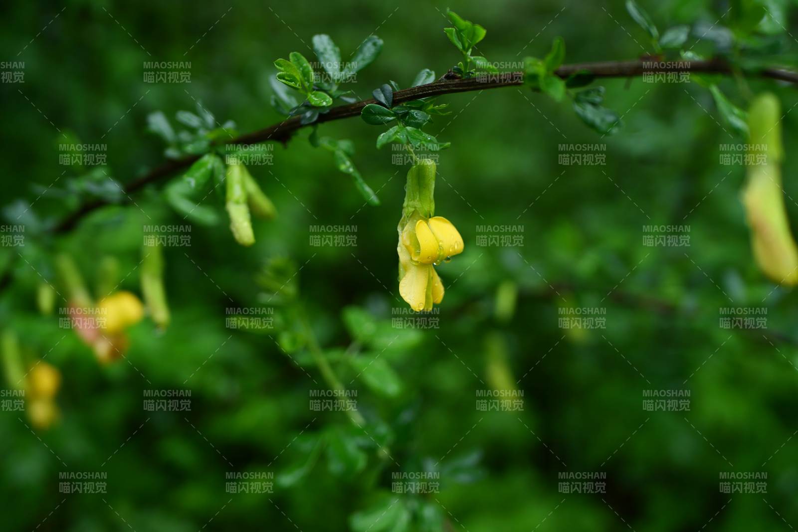 黄花绿叶枝头挂图片