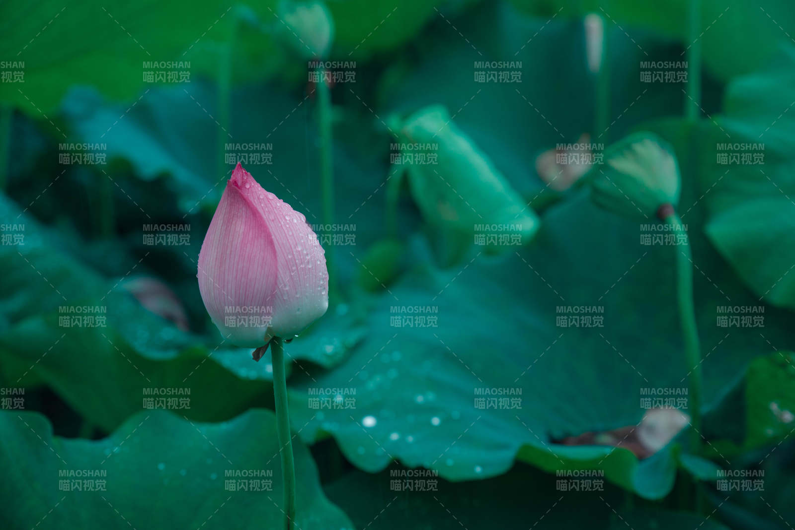 粉荷初绽绿叶间图片