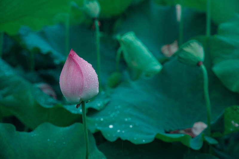 粉荷初绽绿叶间图片