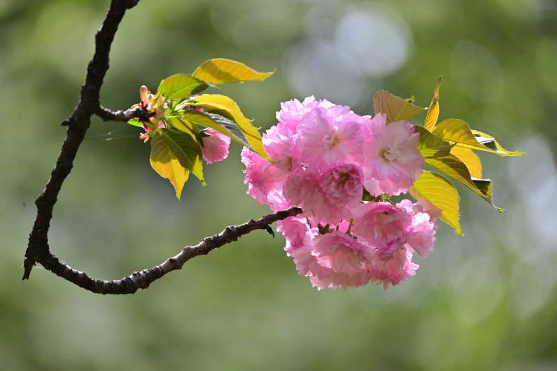 樱花绽放枝头图片