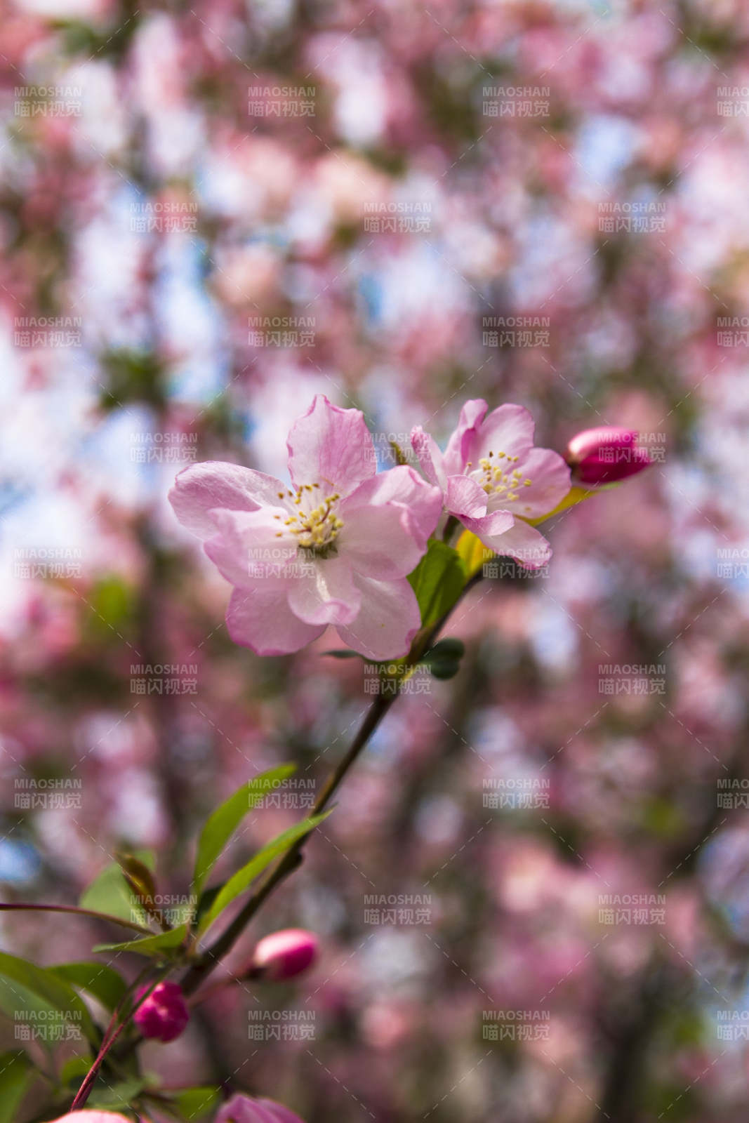 樱花绽放春意浓图片