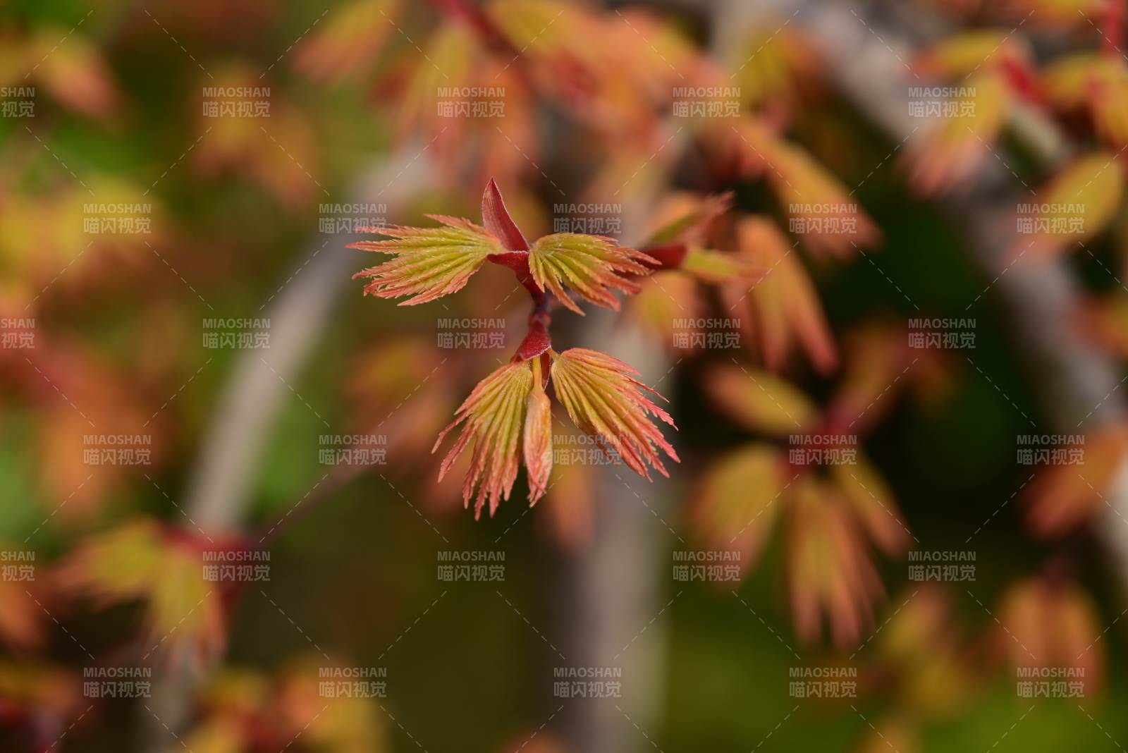 新叶初绽 春意盎然图片