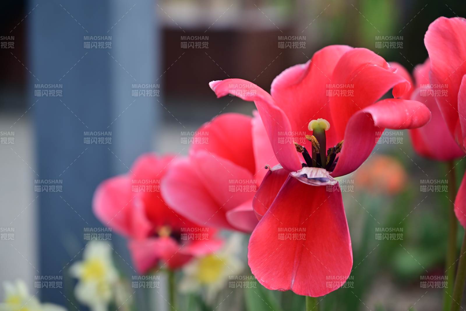 红郁金香绽放图片