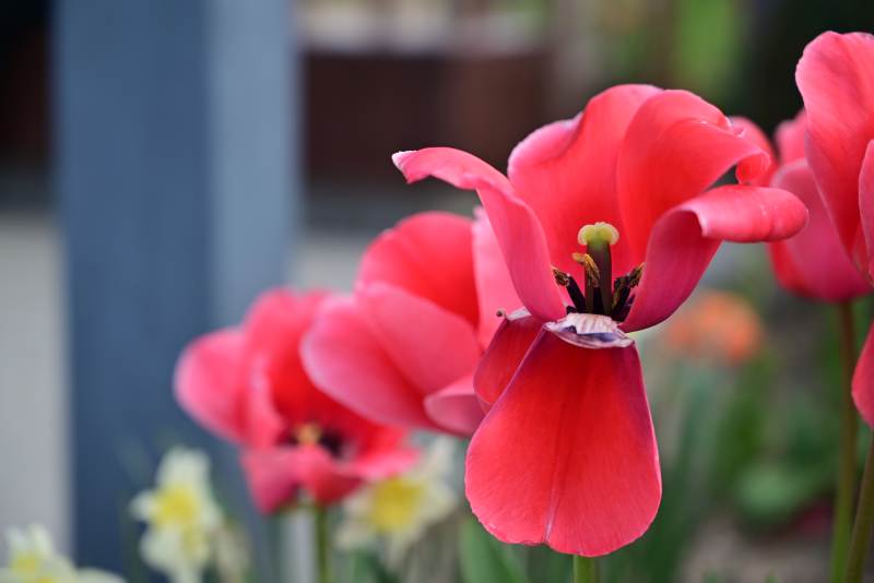 红郁金香绽放图片