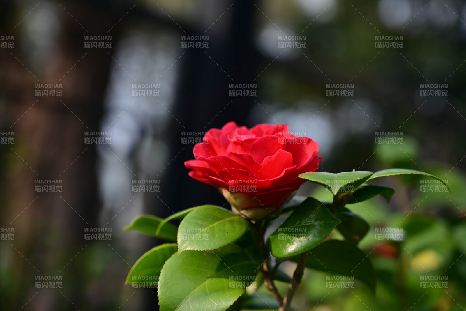 红玫瑰绽放图片