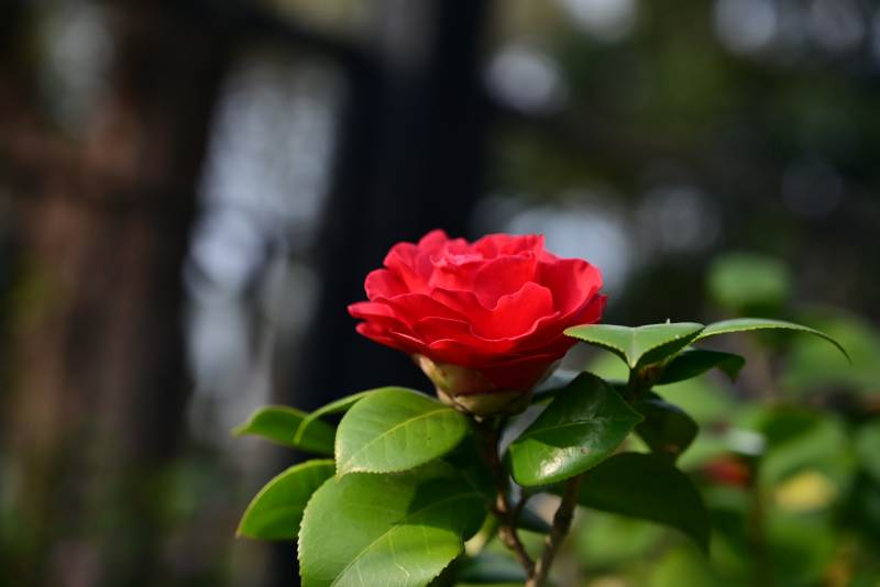 红玫瑰绽放图片