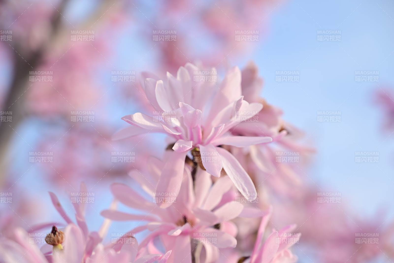 樱花绽放 春意盎然图片