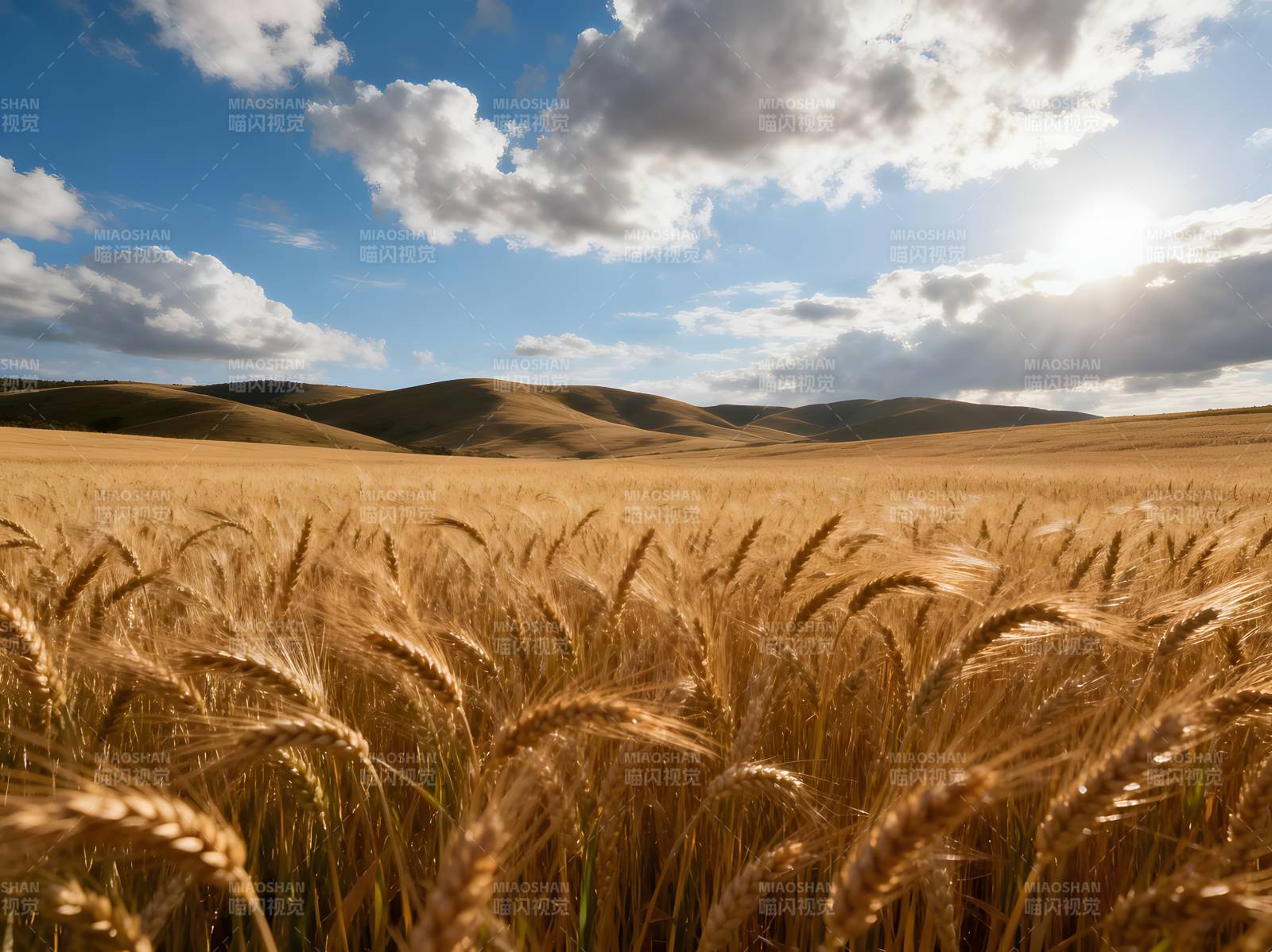 金麦随风舞图片