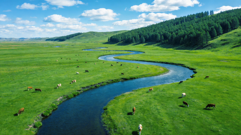 草原曲水牧牛图图片