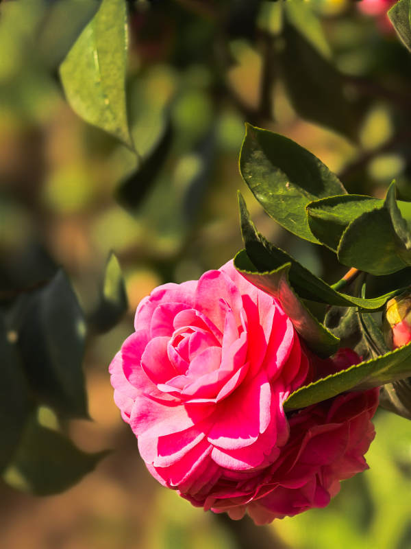 粉红玫瑰绽放图片