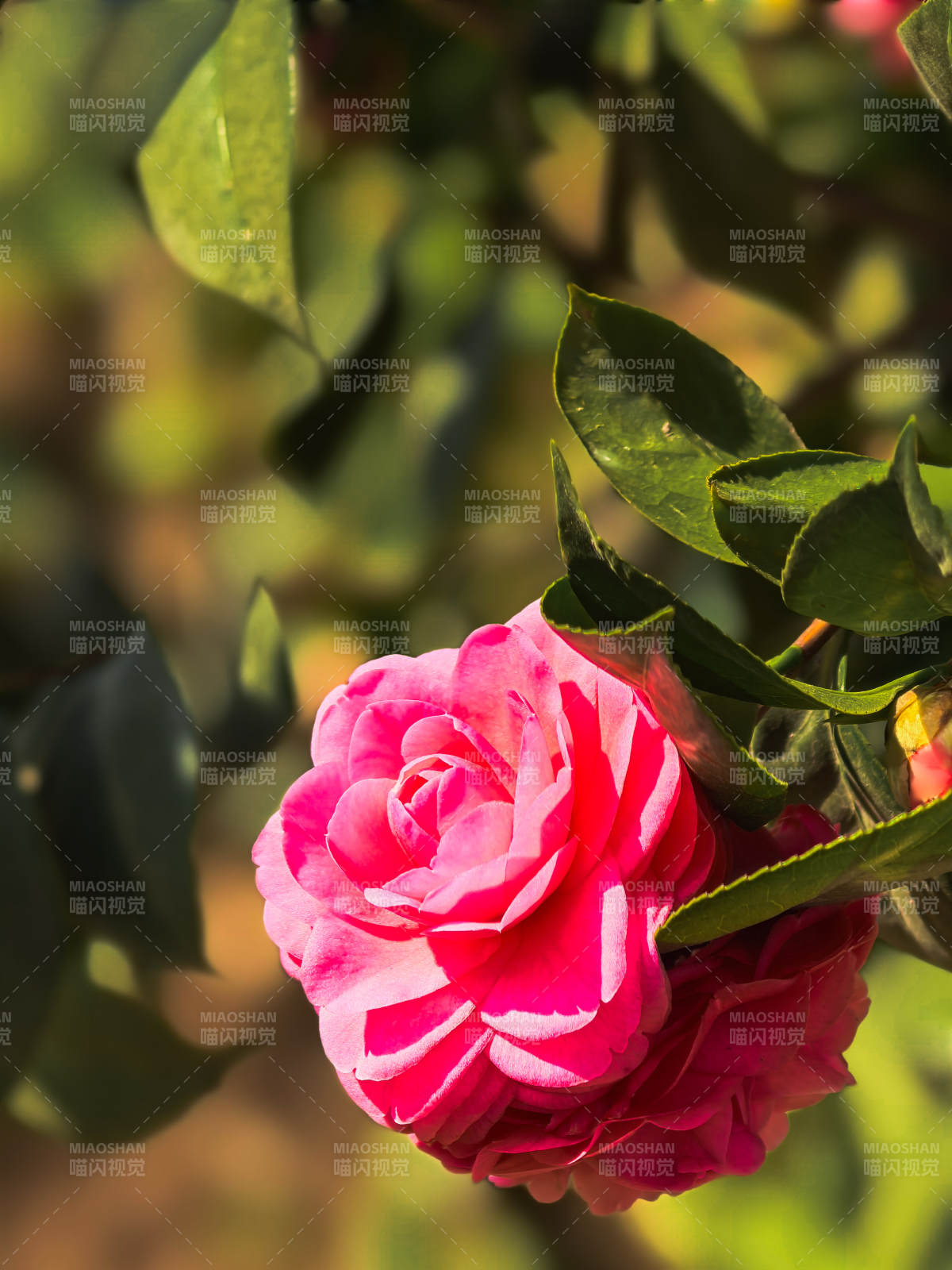 粉红玫瑰绽放图片