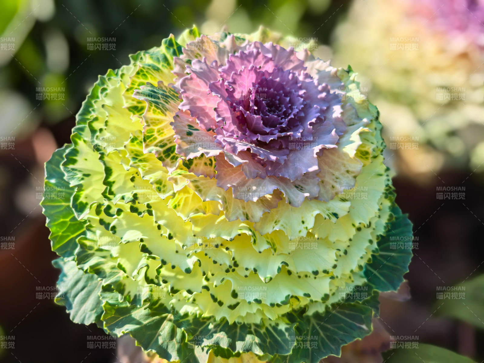 华侨大学泉州校区陈嘉庚纪念堂羽衣甘蓝绽放图片