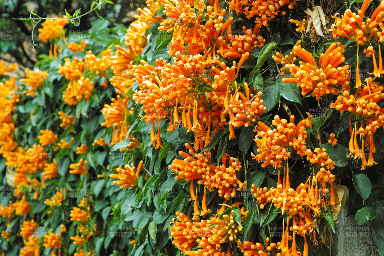 橙色花簇绽放图片