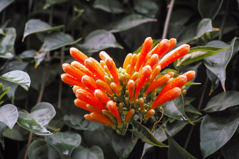 橙色花簇绽放图片