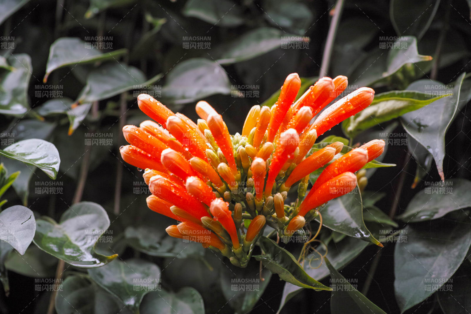 橙色花簇绽放图片