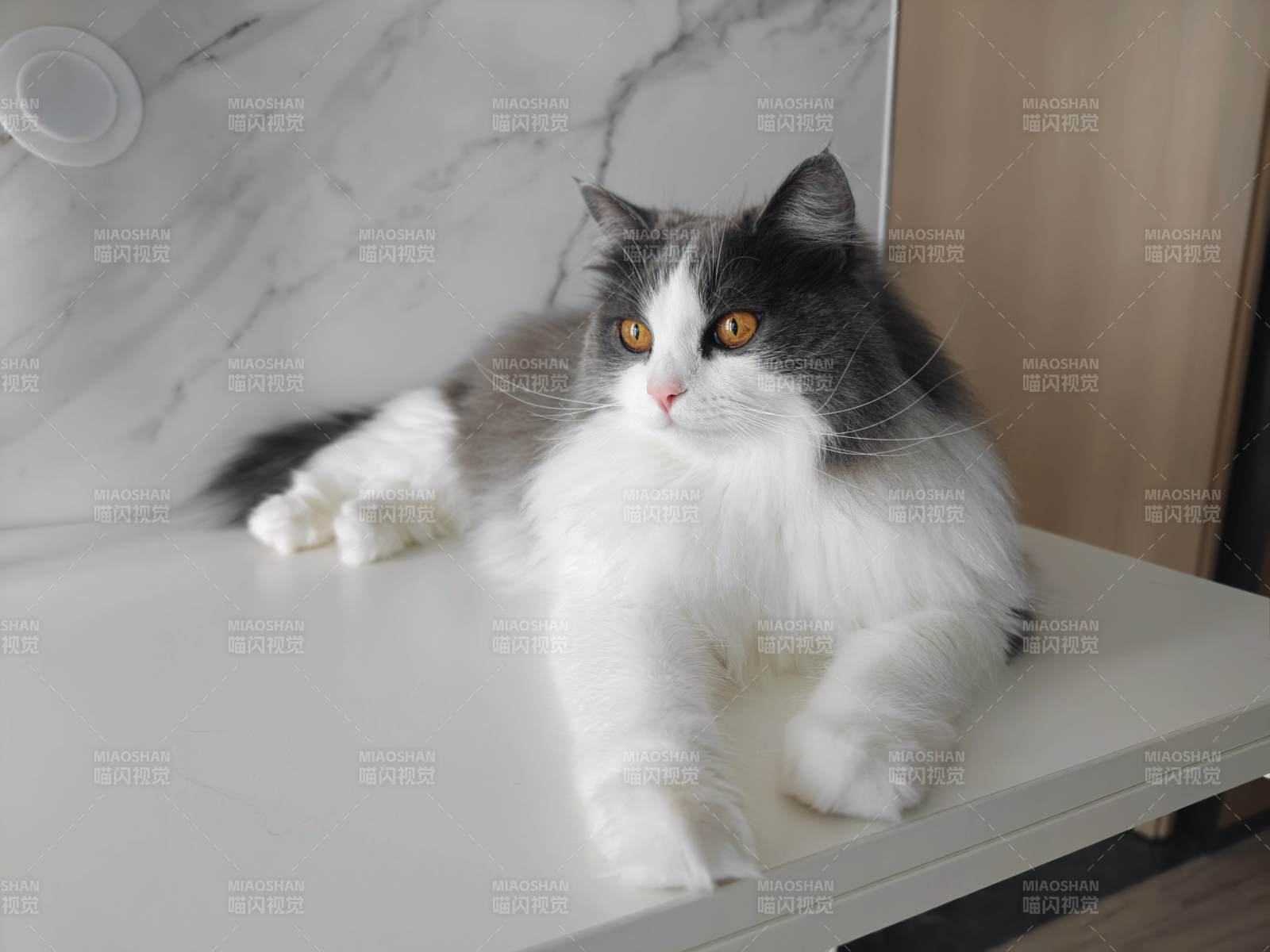 长毛猫静卧台面图片