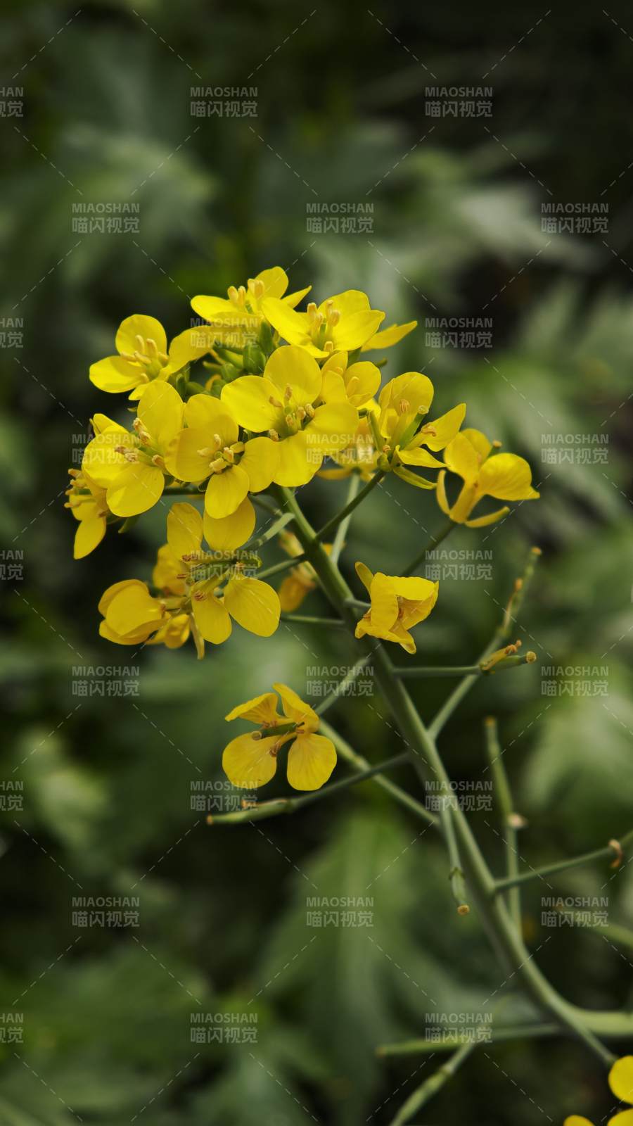 油菜花绽放图片