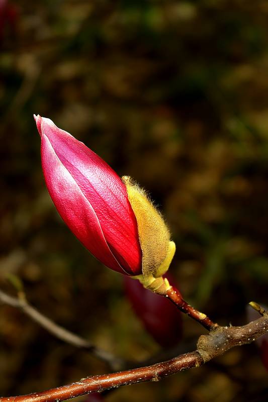 红花含苞待放图片