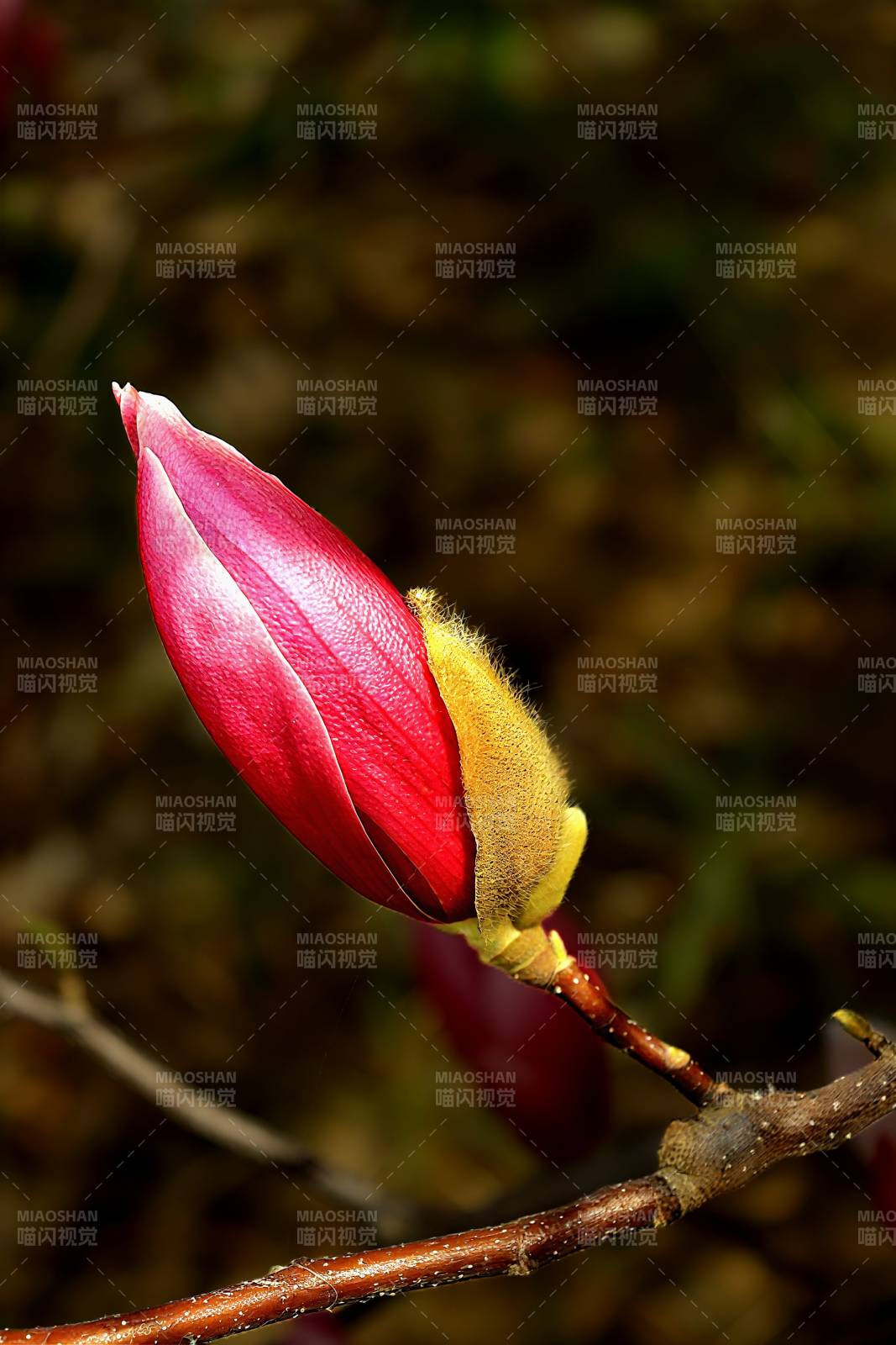 红花含苞待放图片