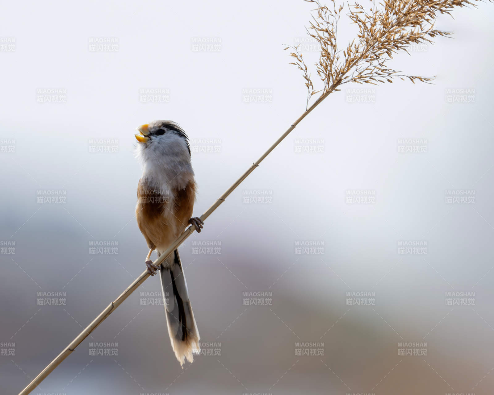 灰头鸦雀栖枝头图片