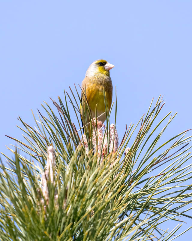 黄鸟栖松梢图片