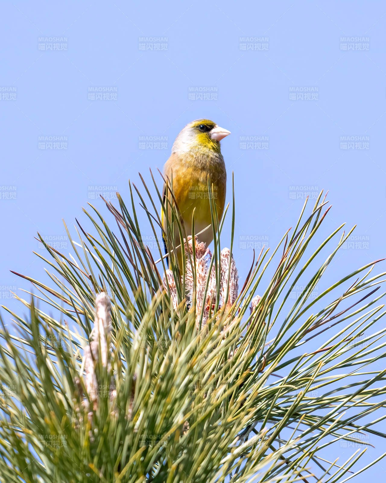 黄鸟栖松梢图片