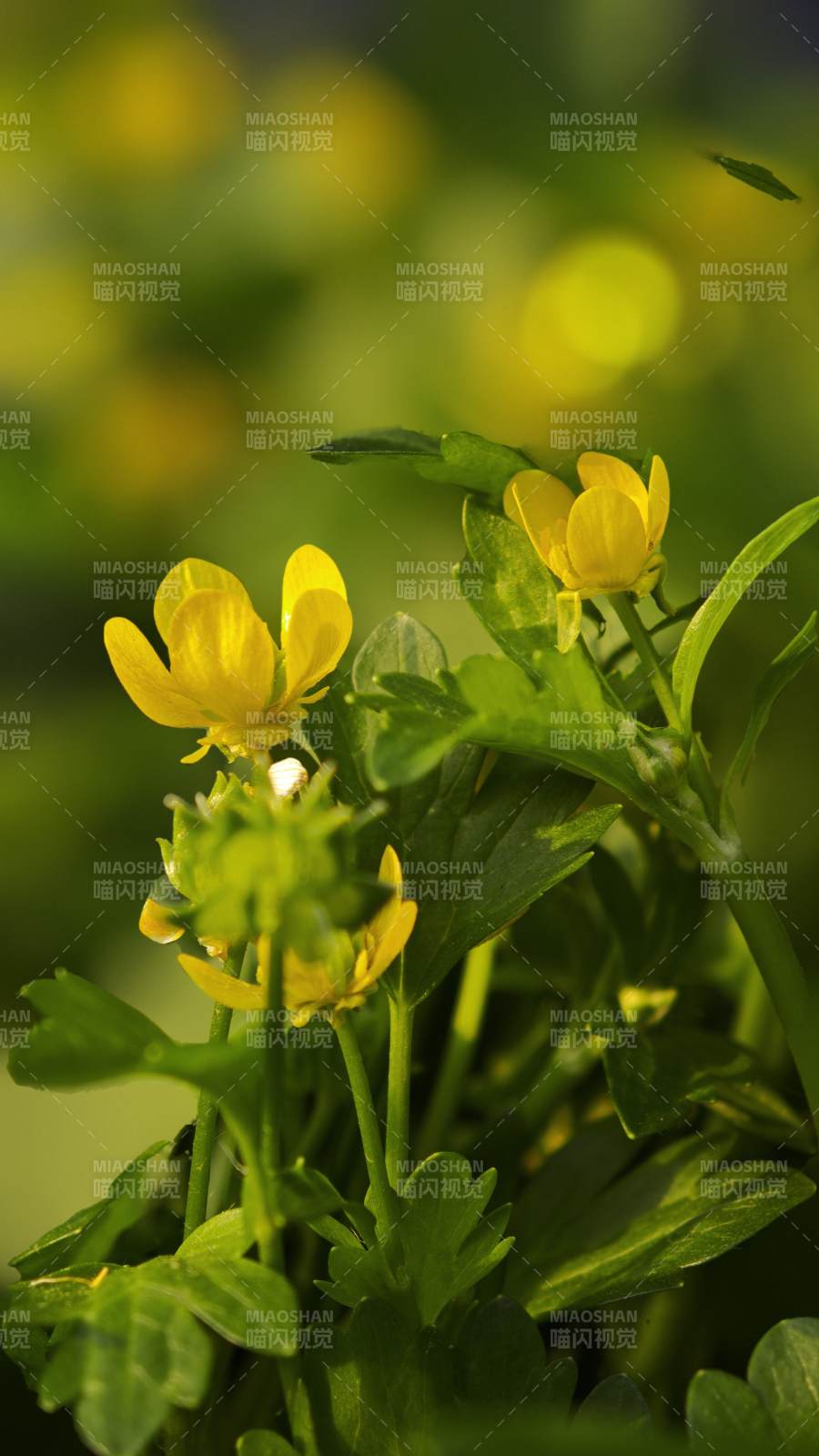 黄花绿叶生机盎然/刺果毛茛图片