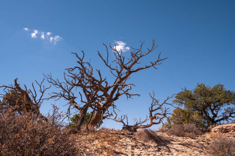 荒漠枯树映蓝天图片