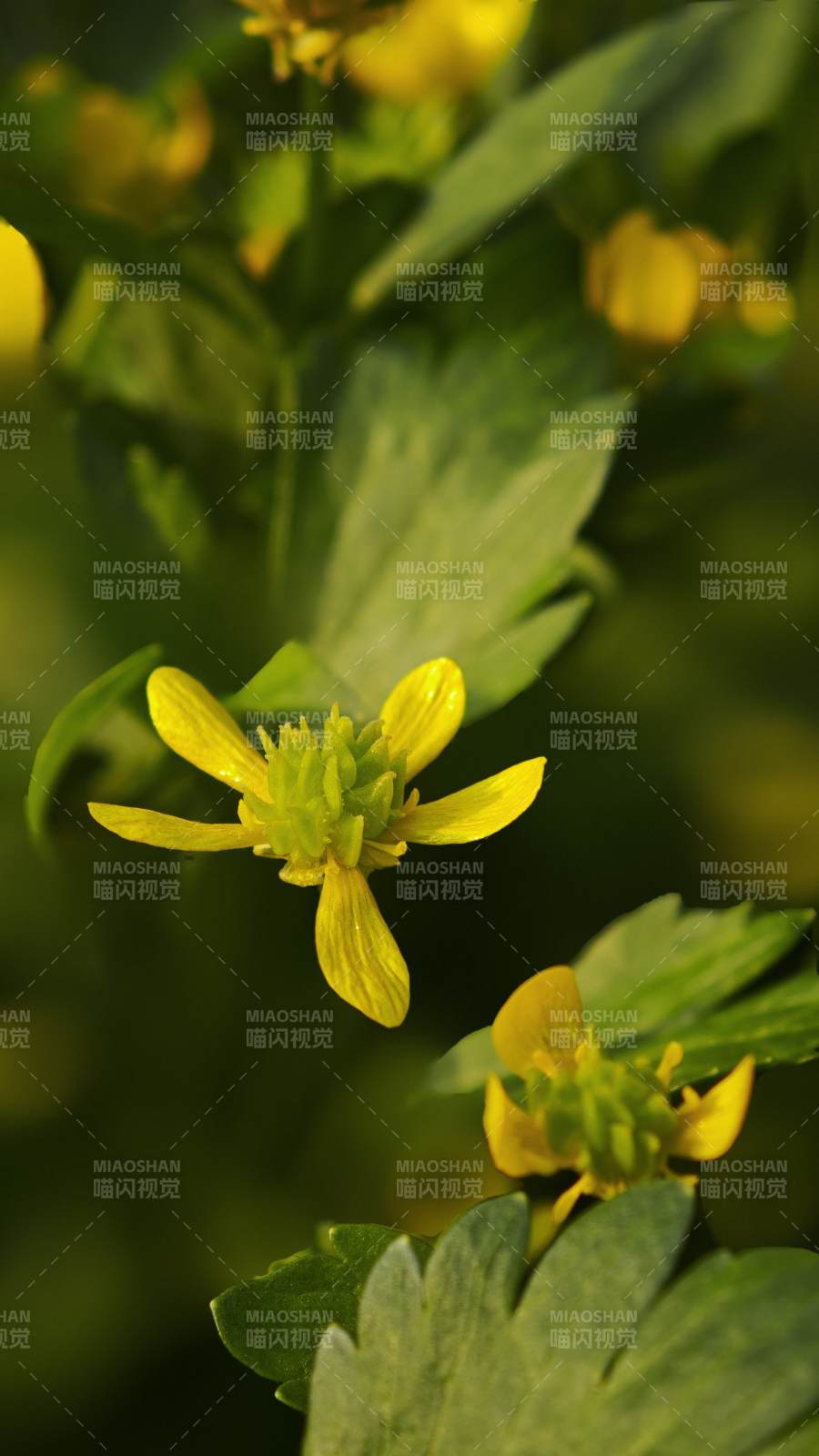 黄花绿叶生机盎然/刺果毛茛图片