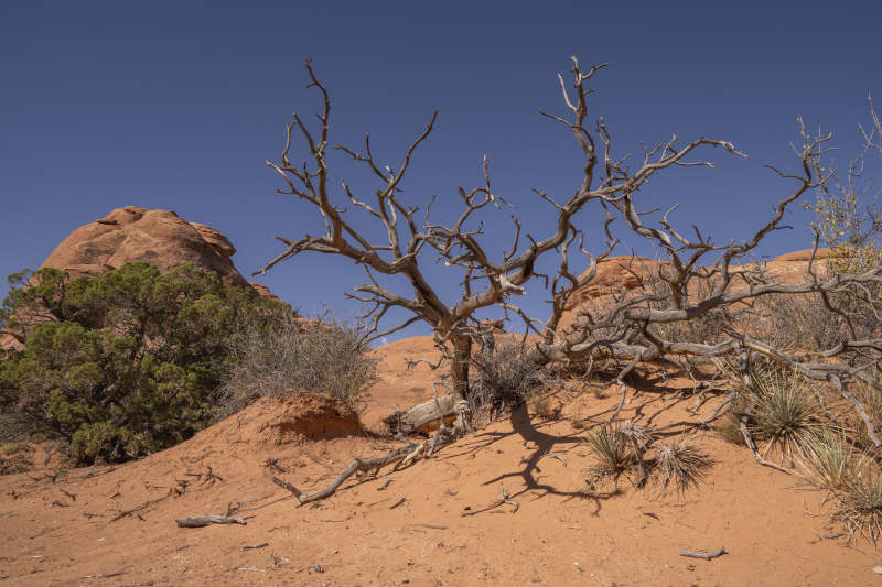 美国拱门国家公园砂石与枯树图片