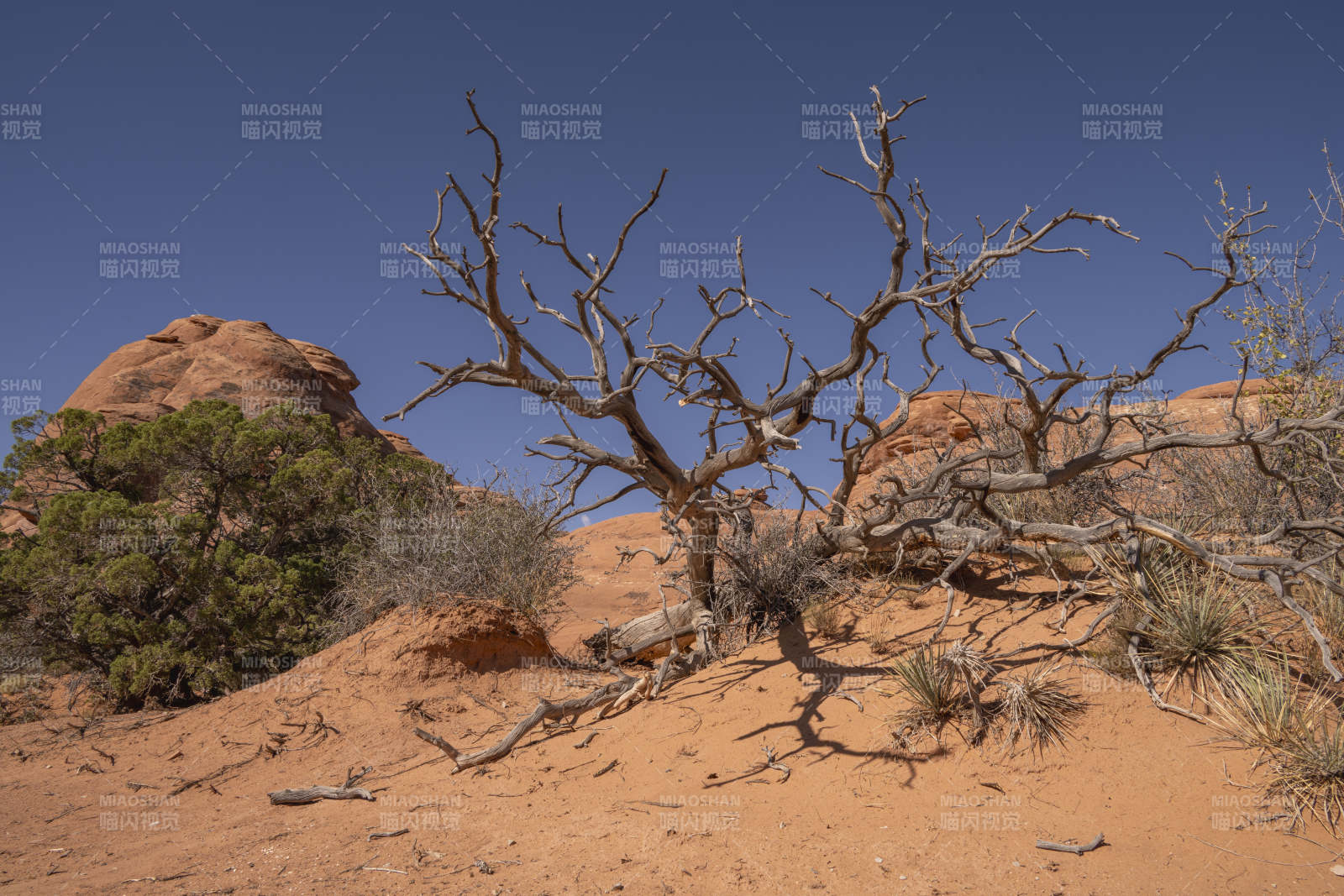 美国拱门国家公园砂石与枯树图片