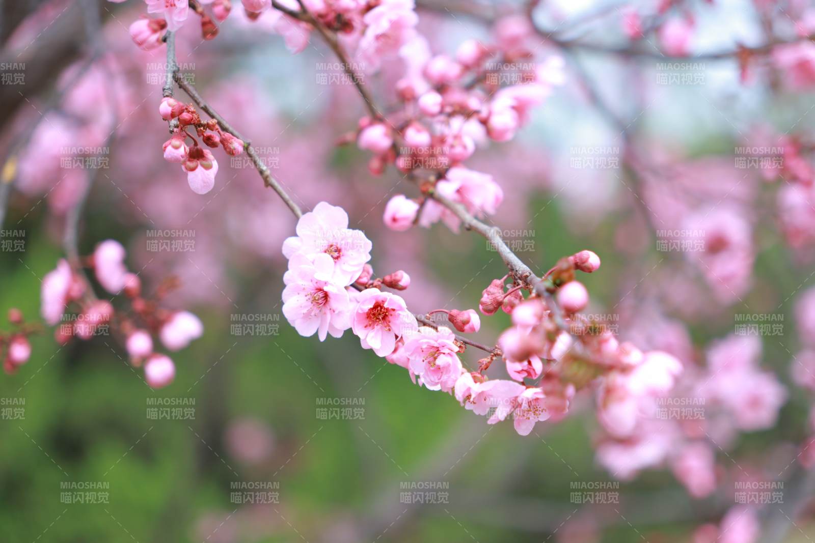 樱花绽放枝头图片