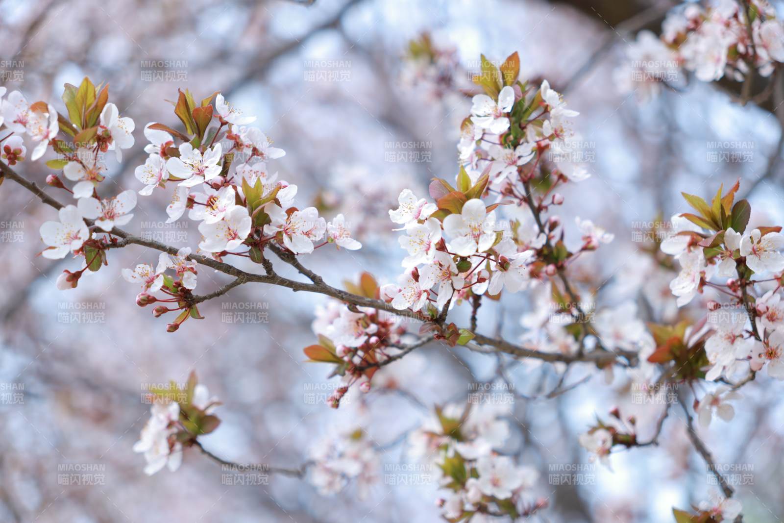 樱花绽放枝头图片
