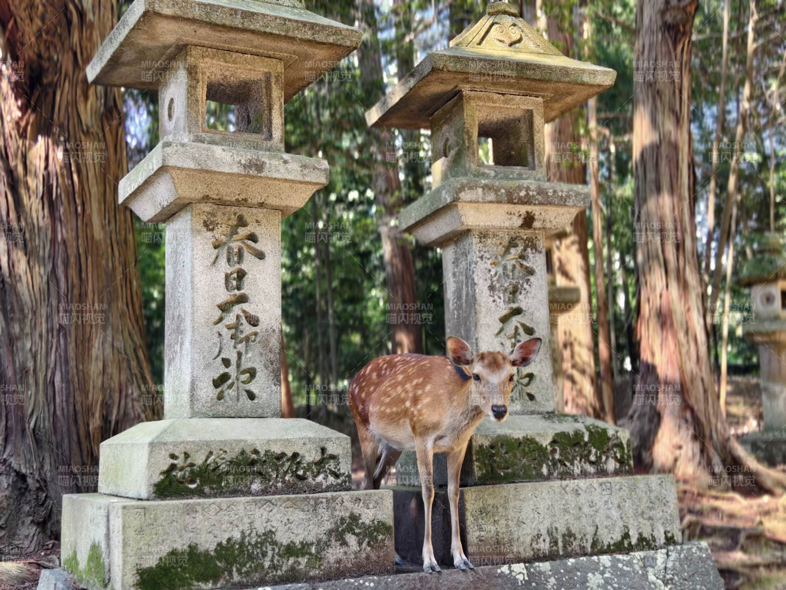 鹿立石灯前图片