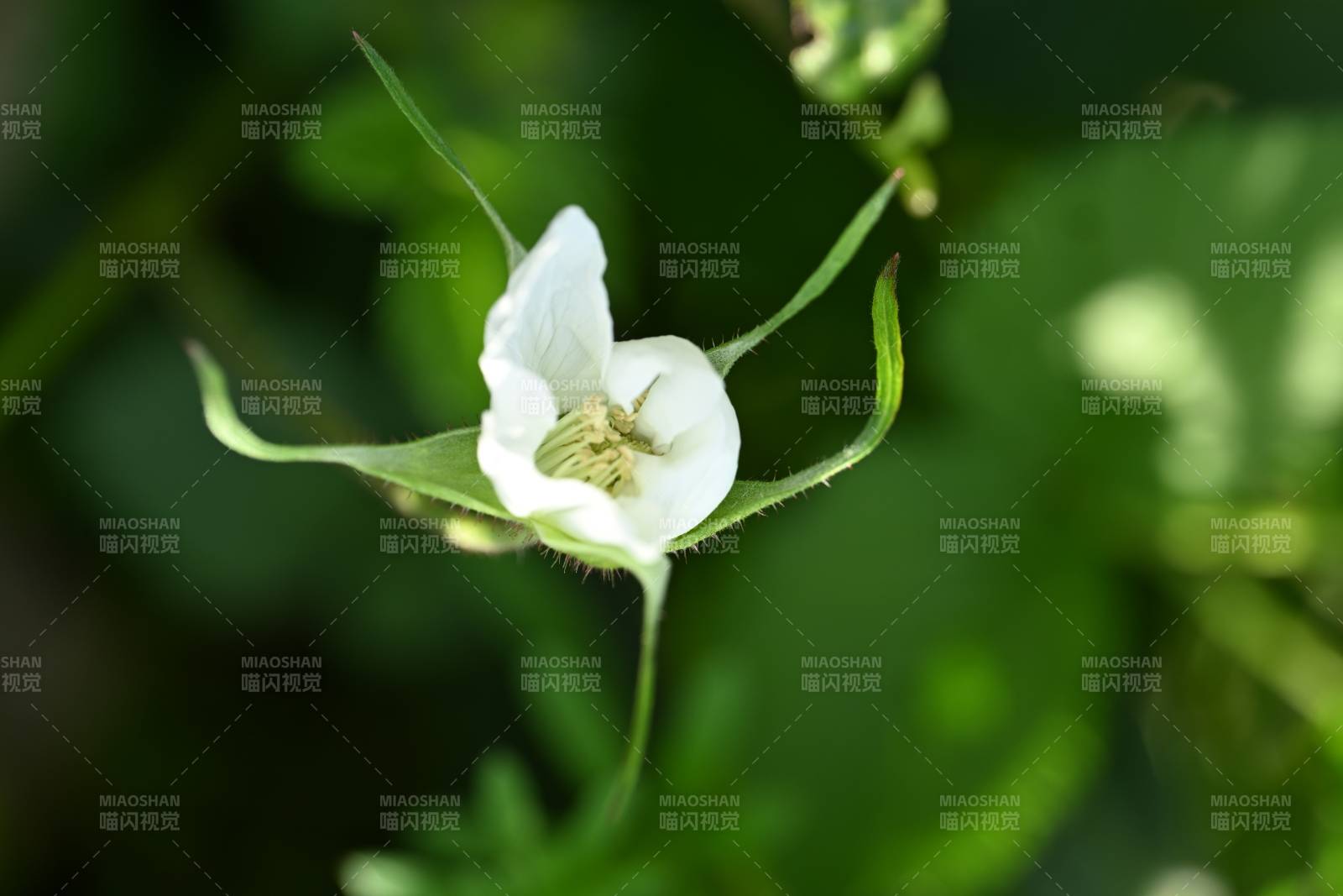 洁白花朵绽放绿叶间图片