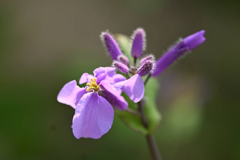 紫花绽放 春意盎然图片