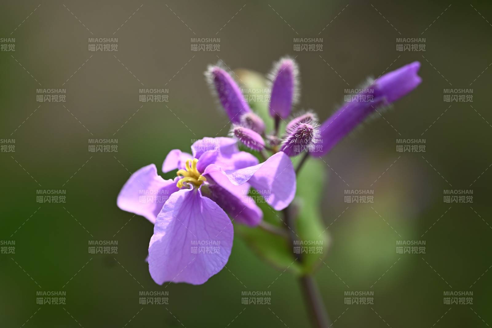 紫花绽放 春意盎然图片