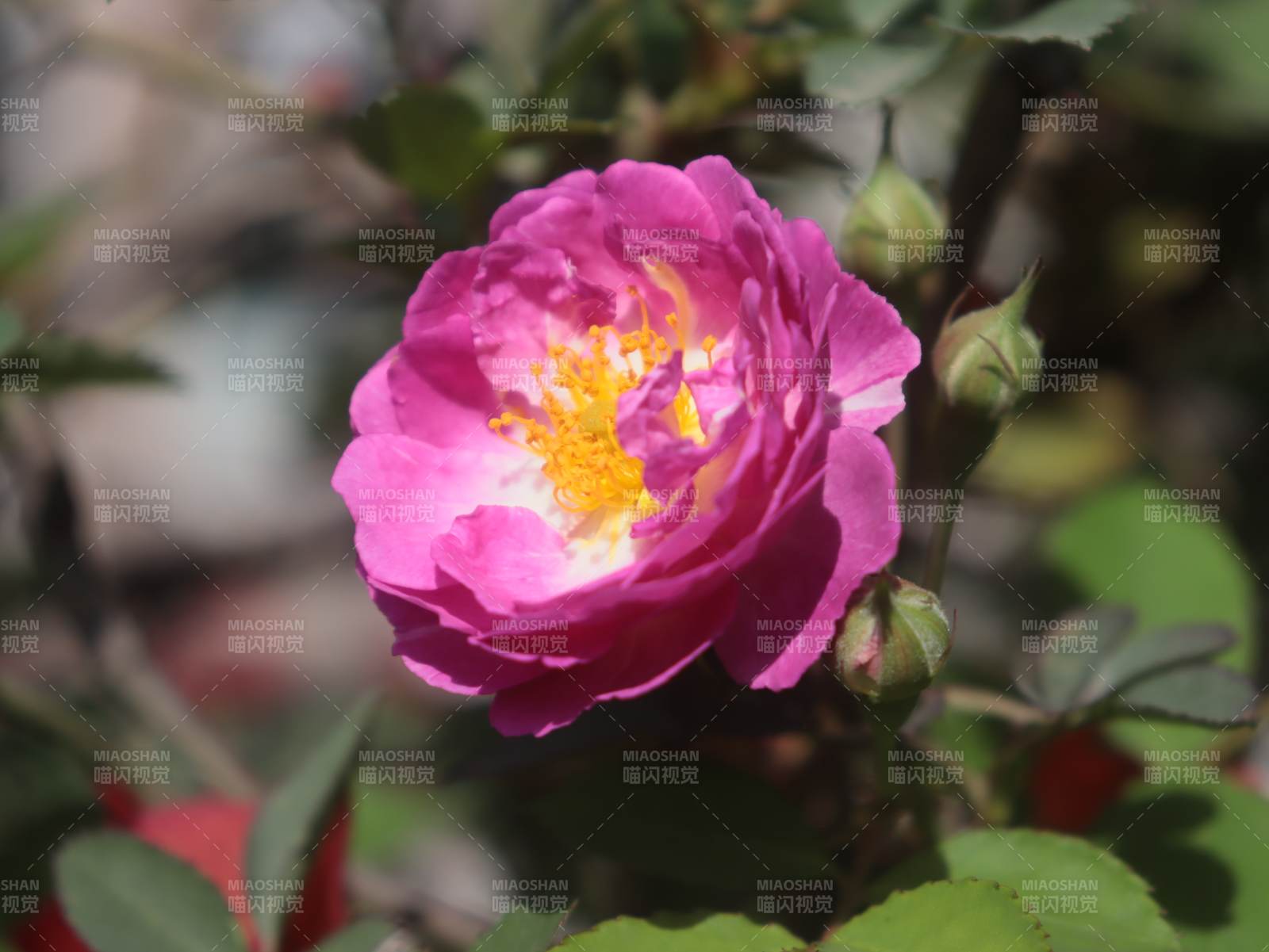 粉红玫瑰绽放图片