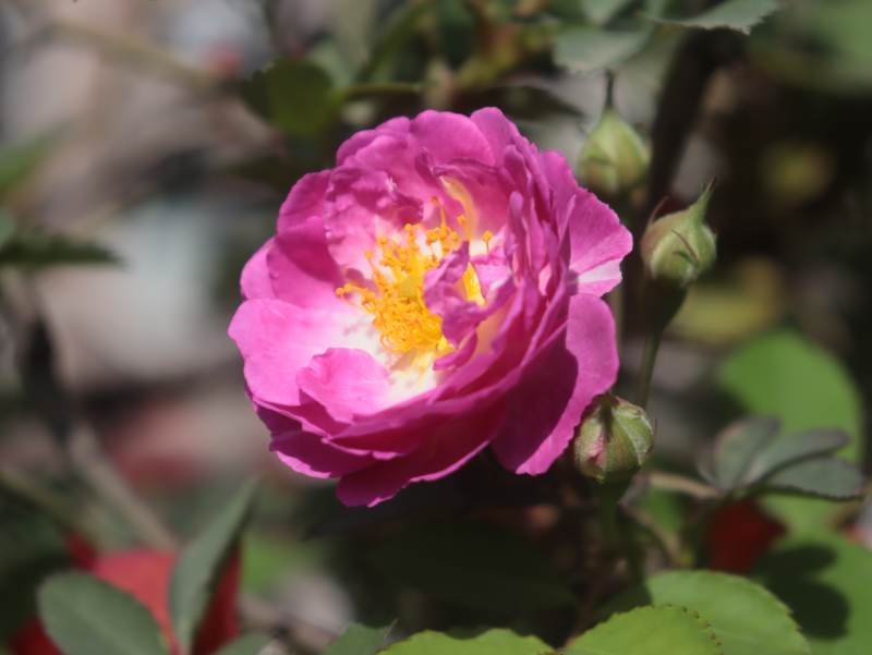 粉红玫瑰绽放图片