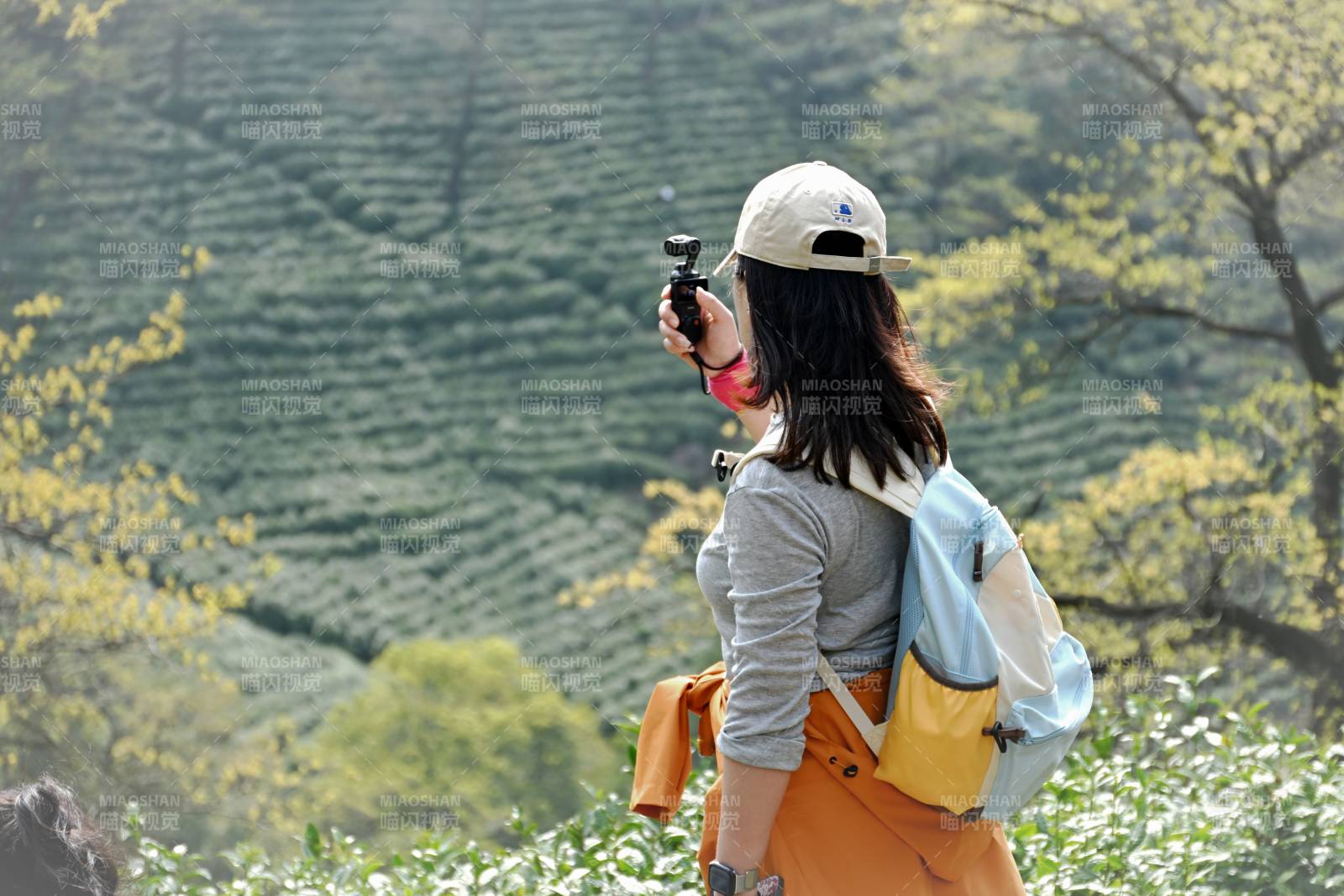 茶园风光拍摄图片
