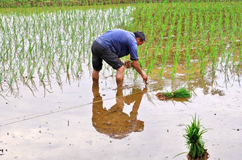 插秧农夫水中劳作图片