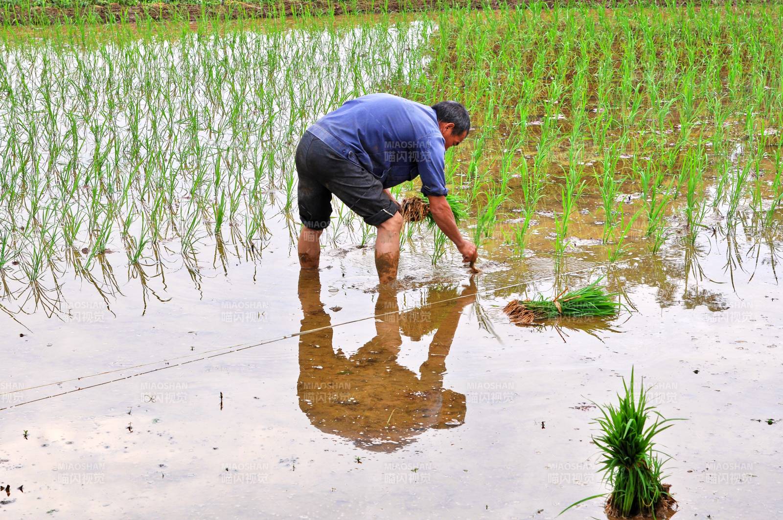 插秧农夫水中劳作图片