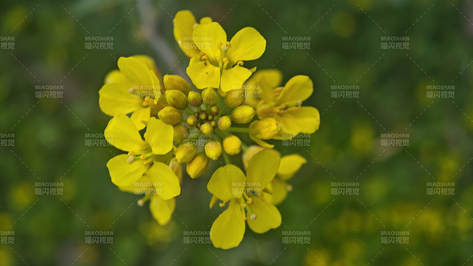 油菜花绽放图片