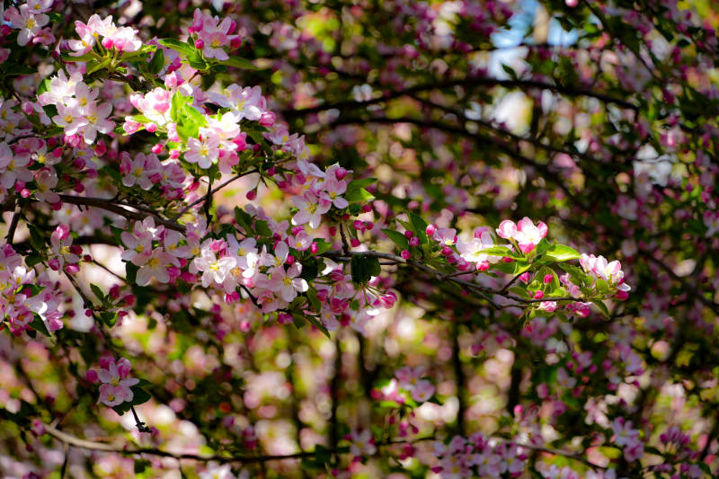 樱花绽放春意浓图片