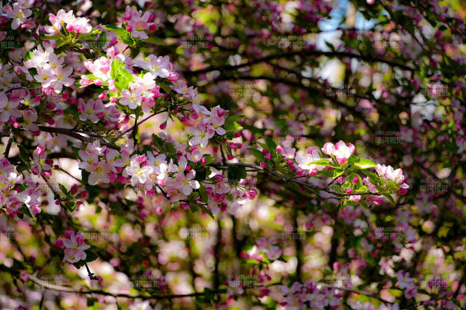 樱花绽放春意浓图片