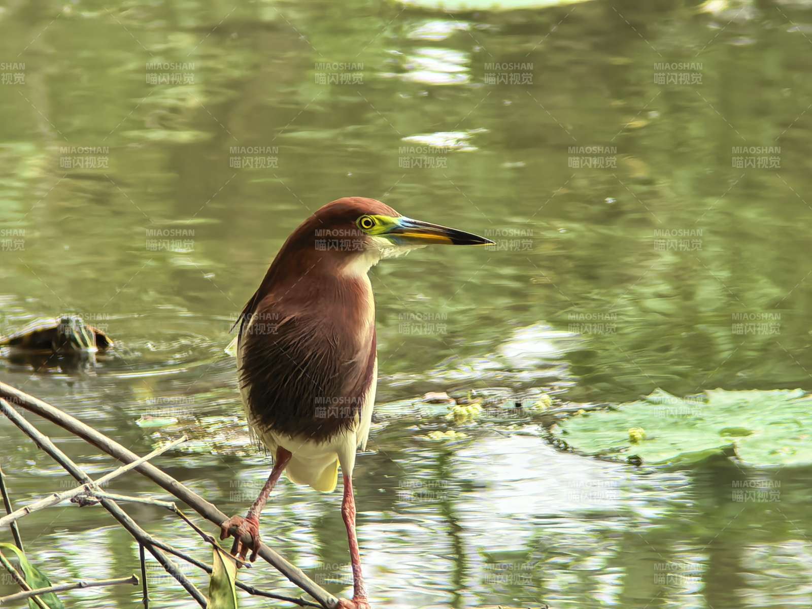 池塘边的棕鹭图片