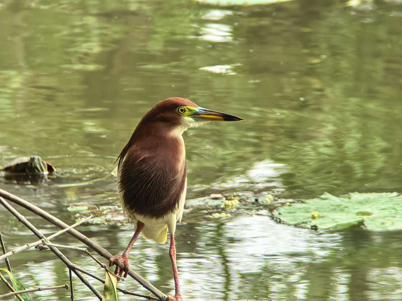 池塘边的棕鹭图片