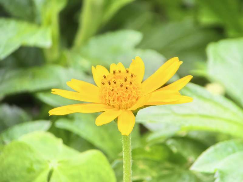 金盏花绽放于绿叶间图片