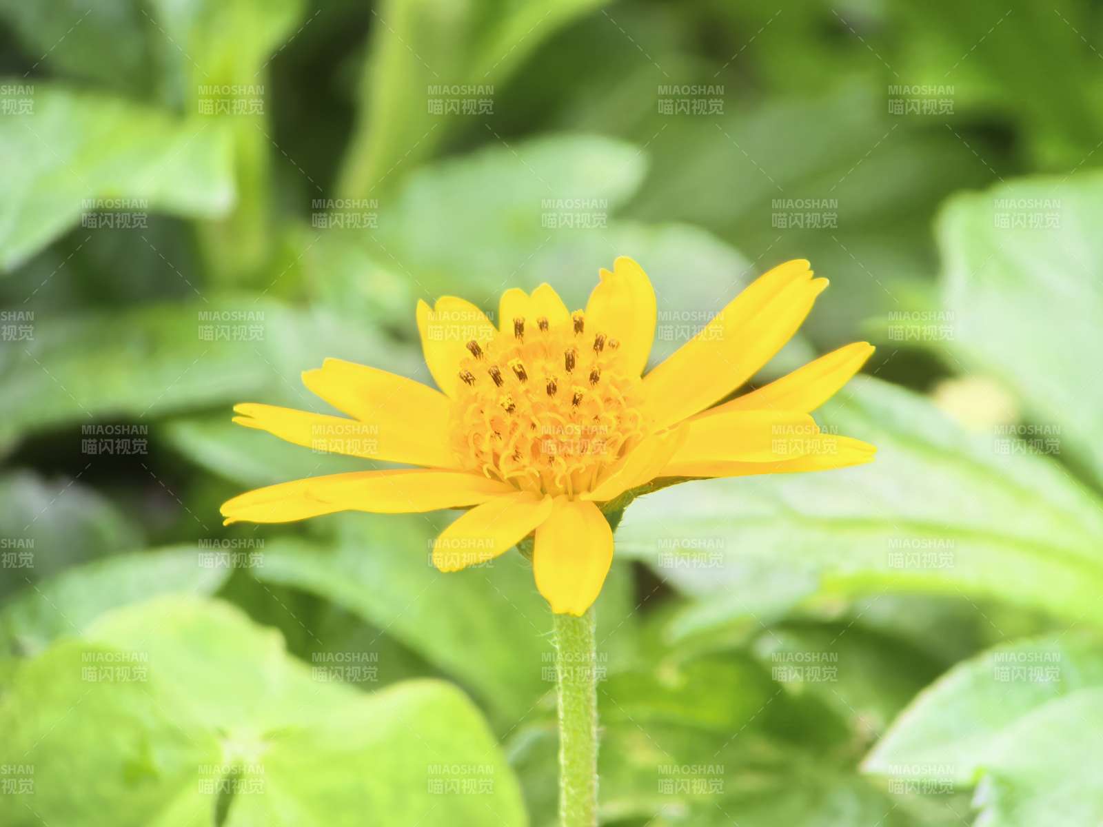 金盏花绽放于绿叶间图片